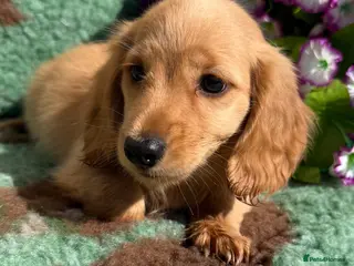Miniature Dachshund dogs 🧡💛Stunning Longhaired Dachshund Puppies💛🧡 - Advert 18