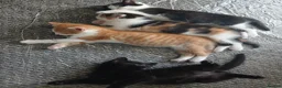 Mixed Breed cats for sale: 4 beautiful kittens ready for new homes  - Advert 1