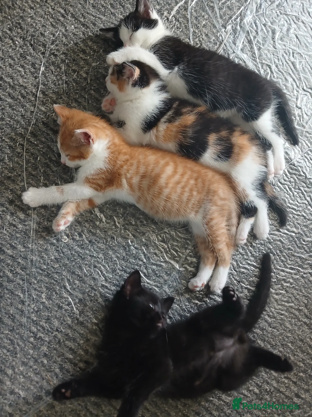 Mixed Breed cats for sale: 4 beautiful kittens ready for new homes  - Advert 1