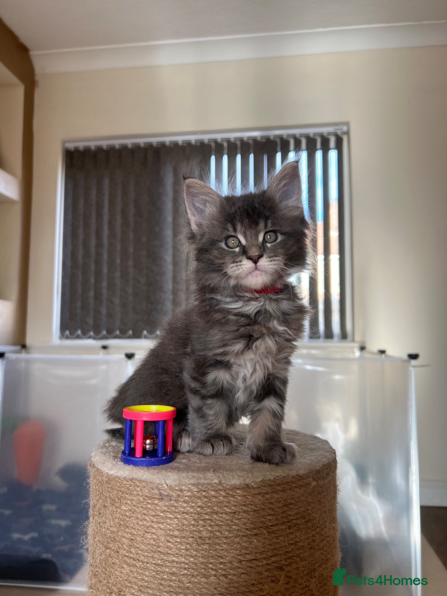 Maine Coon cats XL Russian Cubs 💙 - Advert 2