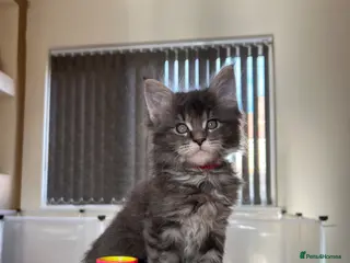 Maine Coon cats XL Russian Cubs 💙 - Advert 2
