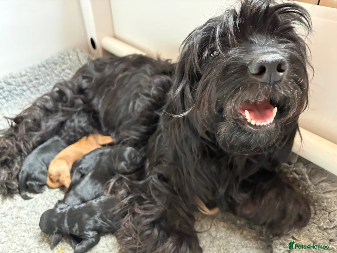 Mixed Breed dogs for sale: Delightful Schnockerpoo Puppies  - Advert 1
