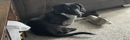 Miniature Dachshund dogs for sale: 2 year old miniature dachshund  in Doncaster - Advert 2
