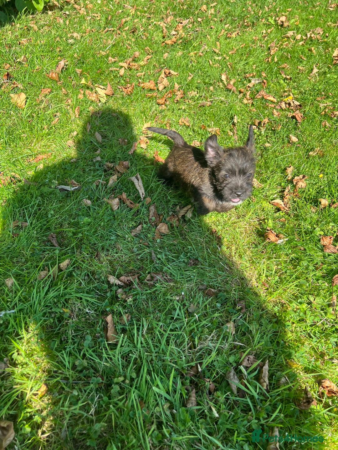 Mixed Breed dogs for sale: West highland terrier/poodle - Image 12