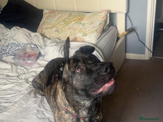 Mastiff dogs - Advert 2