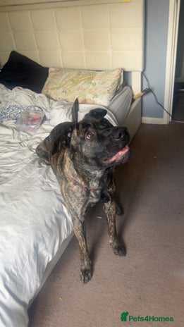 Mastiff dogs - Advert 1