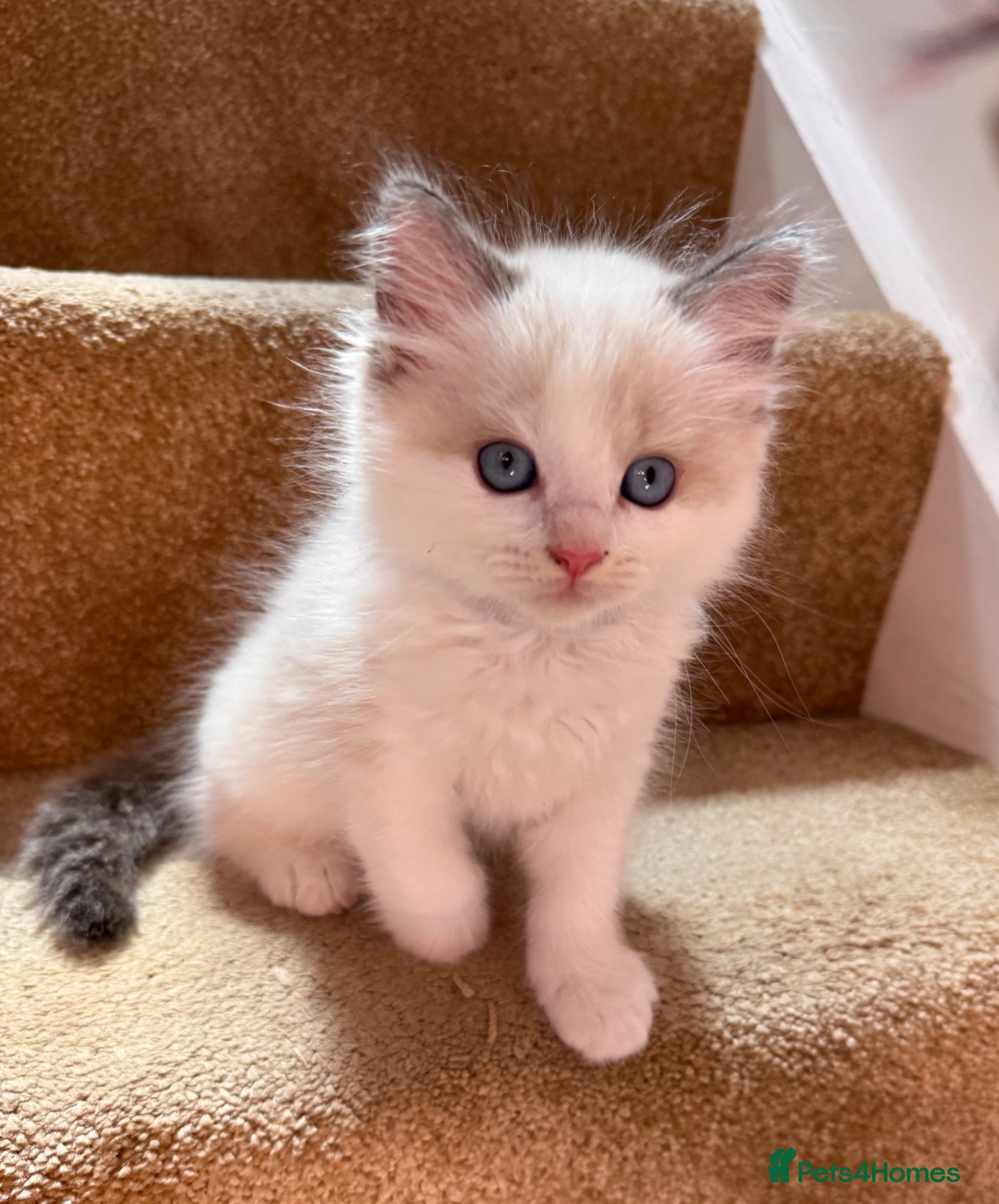 Ragdoll cats Purebred Ragdoll Kittens  - Advert 18