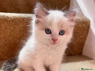 Ragdoll cats Purebred Ragdoll Kittens - Advert 18