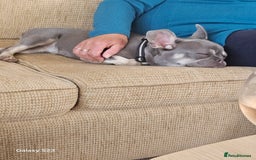 French Bulldog dogs for sale: Frenchie for sale  - Image 2