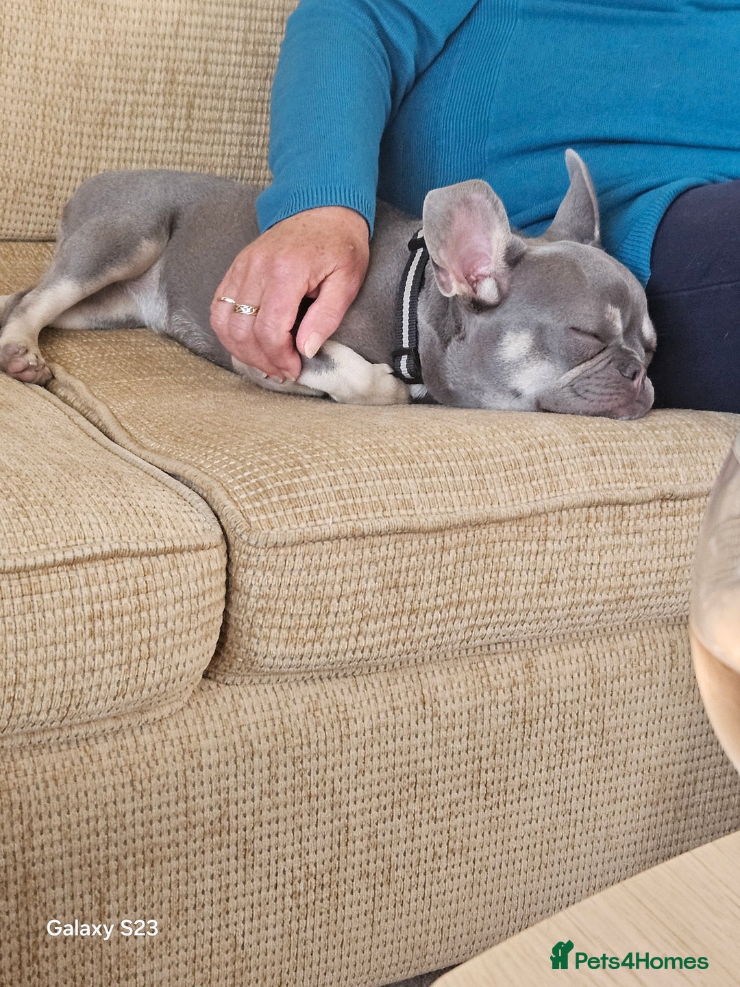 French Bulldog dogs for sale: Frenchie for sale  - Image 2