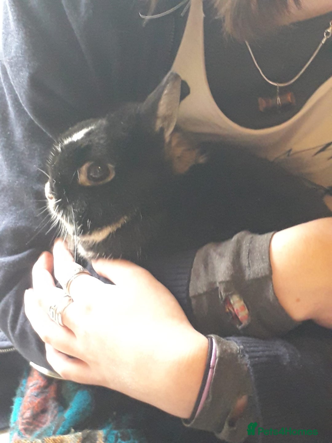 Netherland Dwarf rabbits for sale: Gorgeous bonded pair of 2 yr old Netherland Dwarfs - Image 8