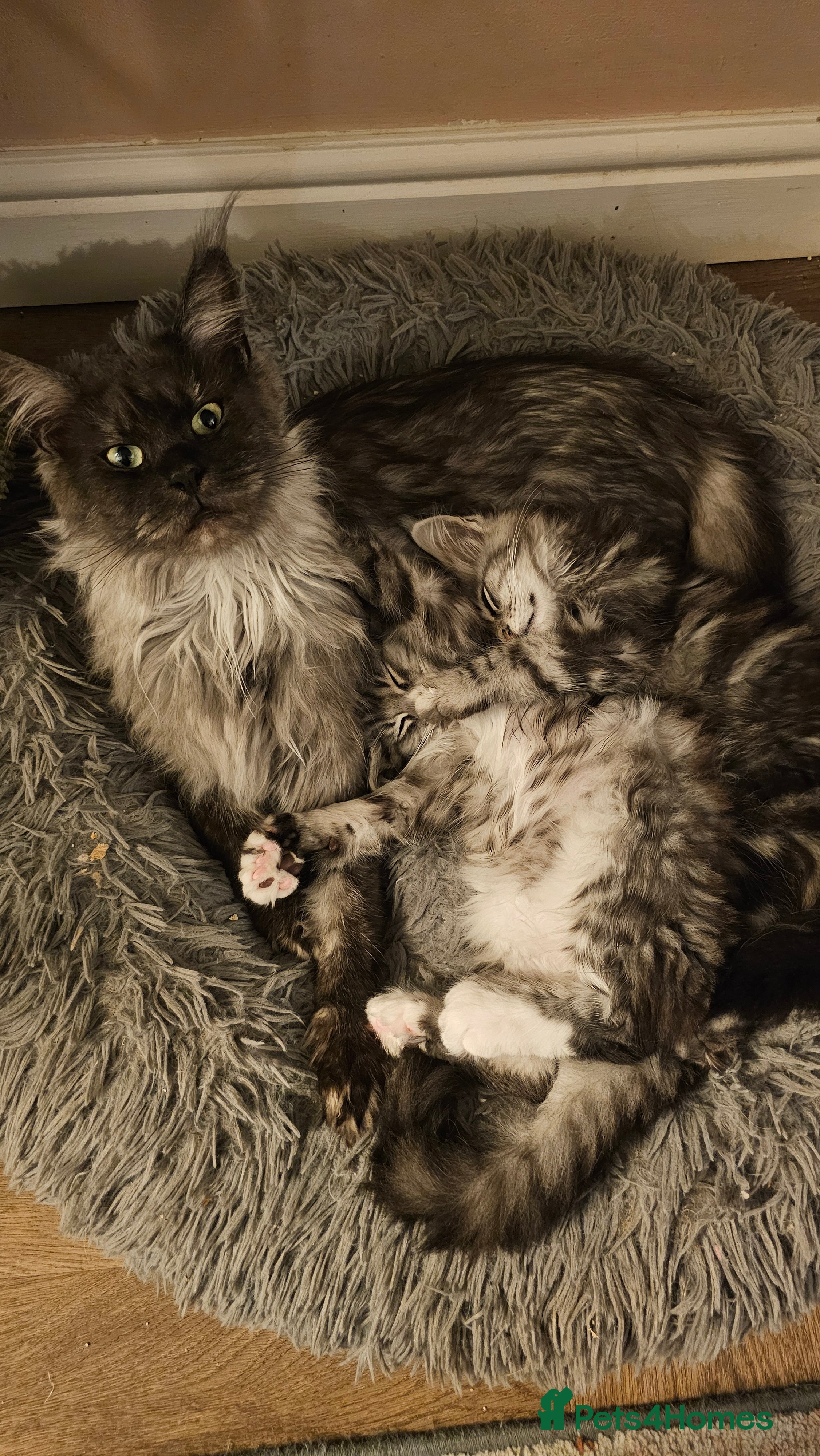 Maine Coon cats TICA polydactyl maine coon boy - Advert 2