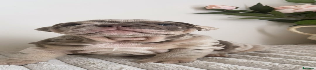 Light blue male 