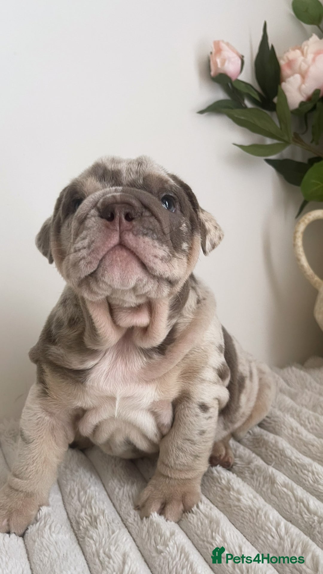 English Bulldog dogs for sale: Top quality English bulldog puppies  - Image 17