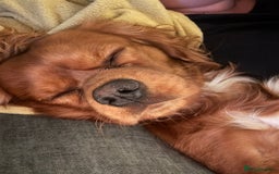 Cavalier King Charles Spaniel dogs for sale: 13 month Male cavalier King Charles spaniel - Image 3