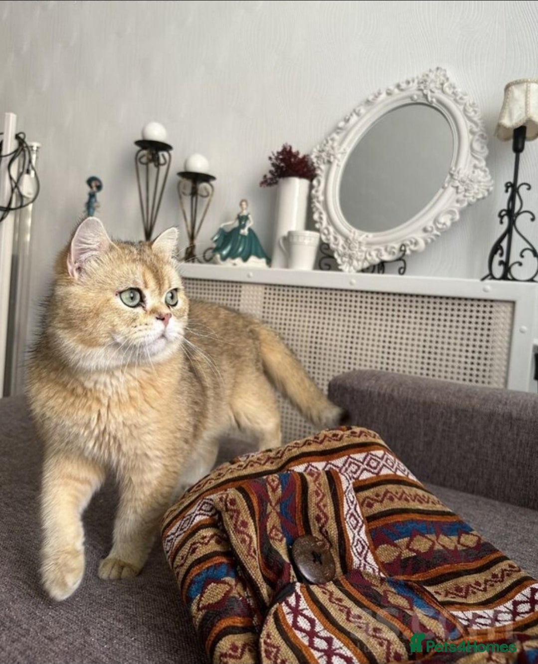 Scottish Fold cats Scottish straight gold male  - Advert 1