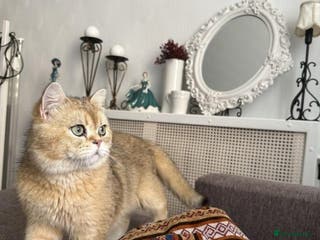 Scottish Fold cats Scottish straight gold male - Advert 2