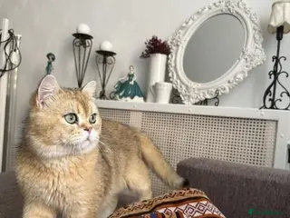 Scottish Fold cats Scottish straight gold male - Advert 16