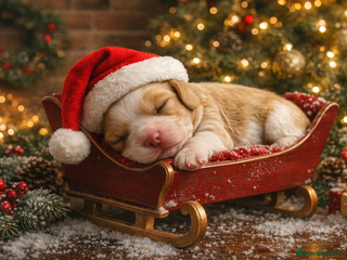 Cavalier King Charles Spaniel dogs Beautiful Cavalier King Charles Puppies - Advert 7