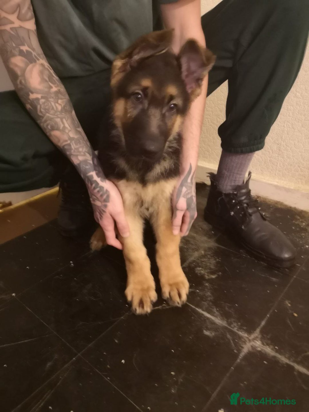 German Shepherd dogs for sale: One large straight back male puppy 11 weeks - Advert 17