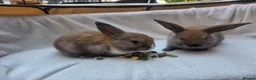 Mixed Breed rabbits for sale: 2 Boy Rabbits in Bungay - Advert 4