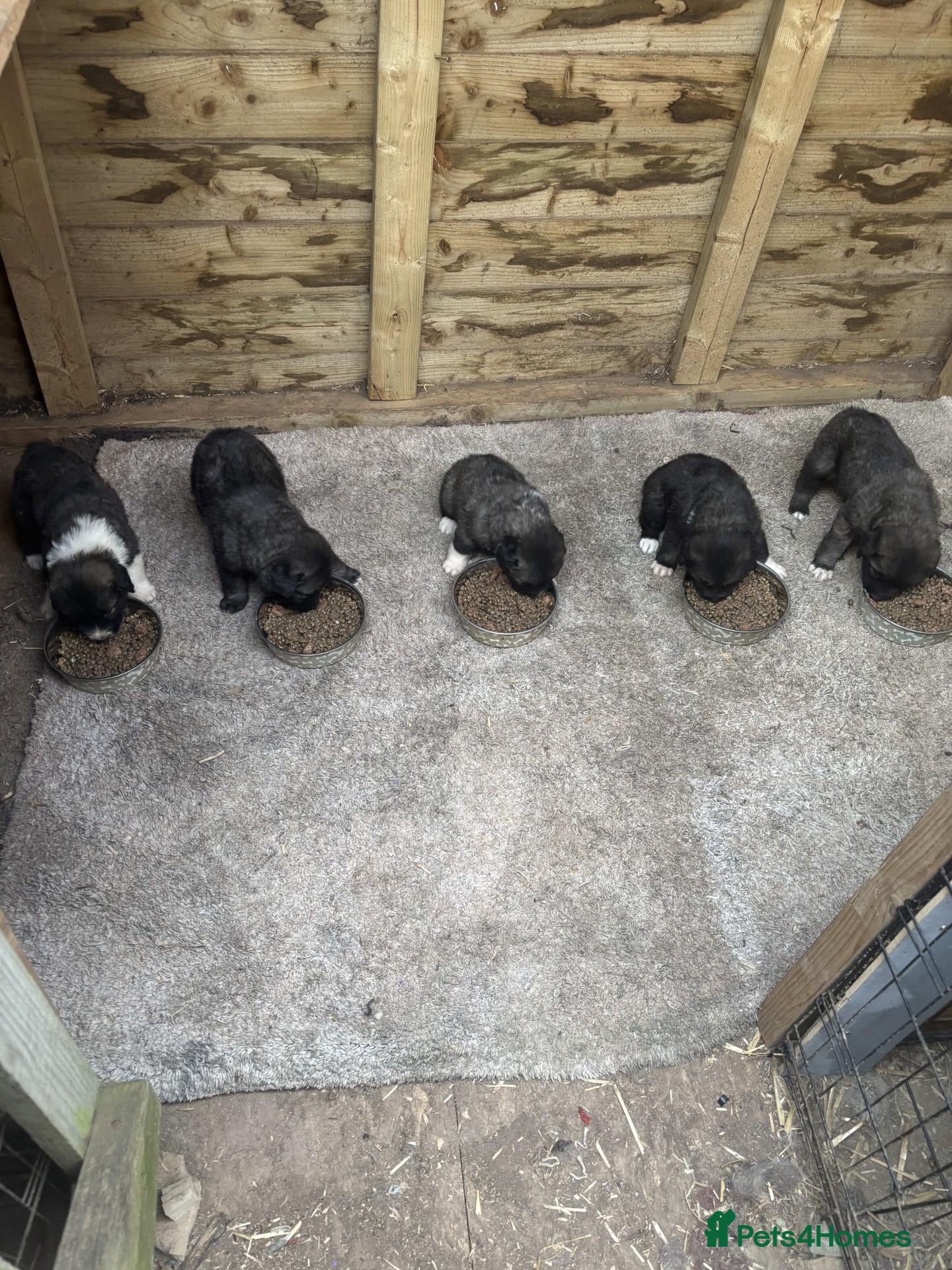 Caucasian Shepherd Dog dogs Caucasian sheperd puppies  - Advert 7