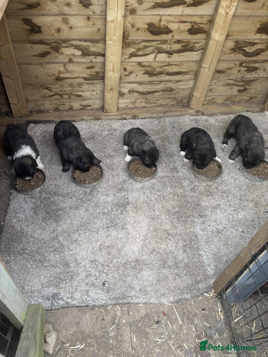 Caucasian Shepherd Dog dogs for sale: Caucasian sheperd puppies  - Advert 1
