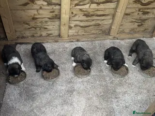 Caucasian Shepherd Dog dogs Caucasian sheperd puppies - Advert 5