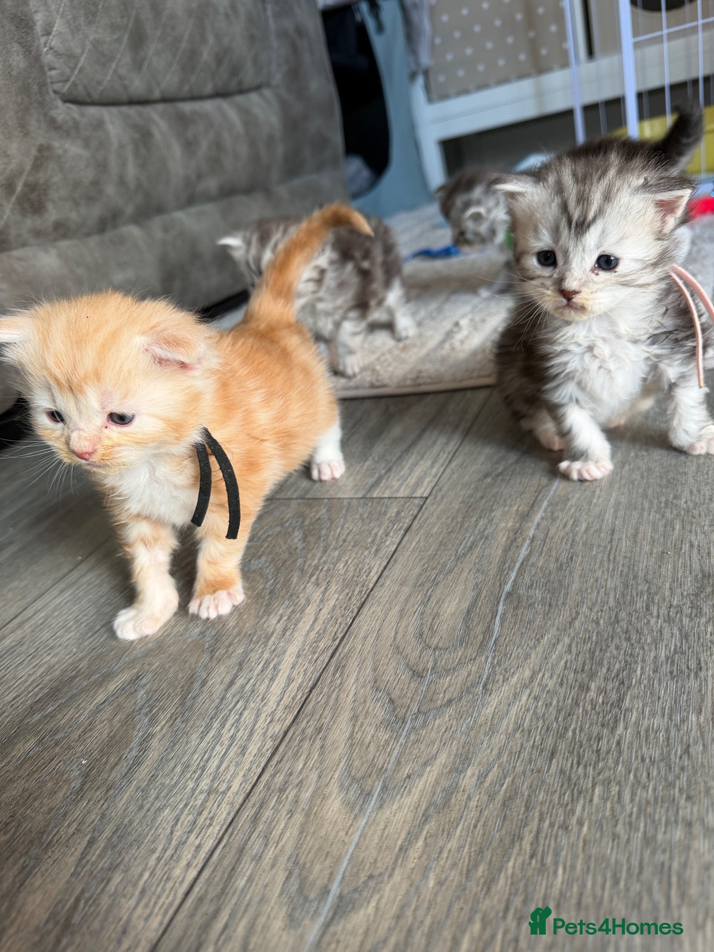 Maine Coon cats Full mainecoon kittens READY NOV/DEC 4 left! - Advert 13