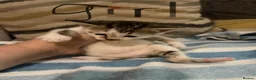 Domestic Shorthair cats for sale: Kittens in Cwmbran - Advert 4