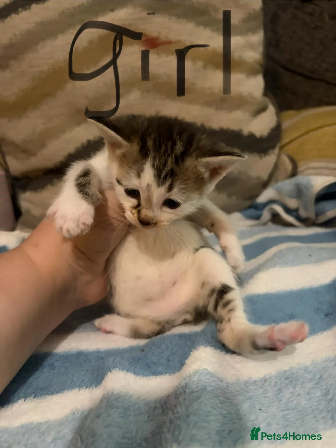 Domestic Shorthair cats for sale: Kittens in Cwmbran - Advert 4