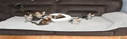 Siberian cats for sale: Pedigree Siberian Kittens from Tunguska House - Advert 12