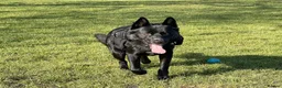 Mixed Breed dogs for sale: Stunning Shepherd Puppies Parents Can Be Seen - Advert 7