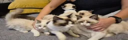 Ragdoll cats for sale: 7 Ragdoll kittens for sale - Advert 3