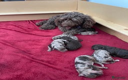 Cockapoo dogs for sale: Stunning fully DNA tested Cockapoo puppies - Image 35