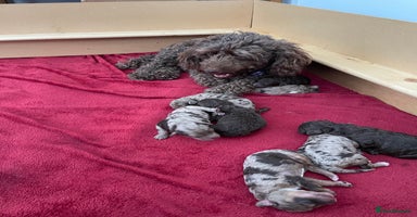 Cockapoo dogs - Advert 14