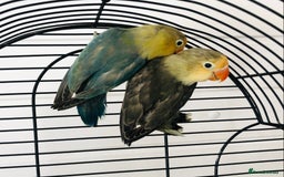 Lovebirds birds for sale: Beautiful lovebirds for sale. - Image 6