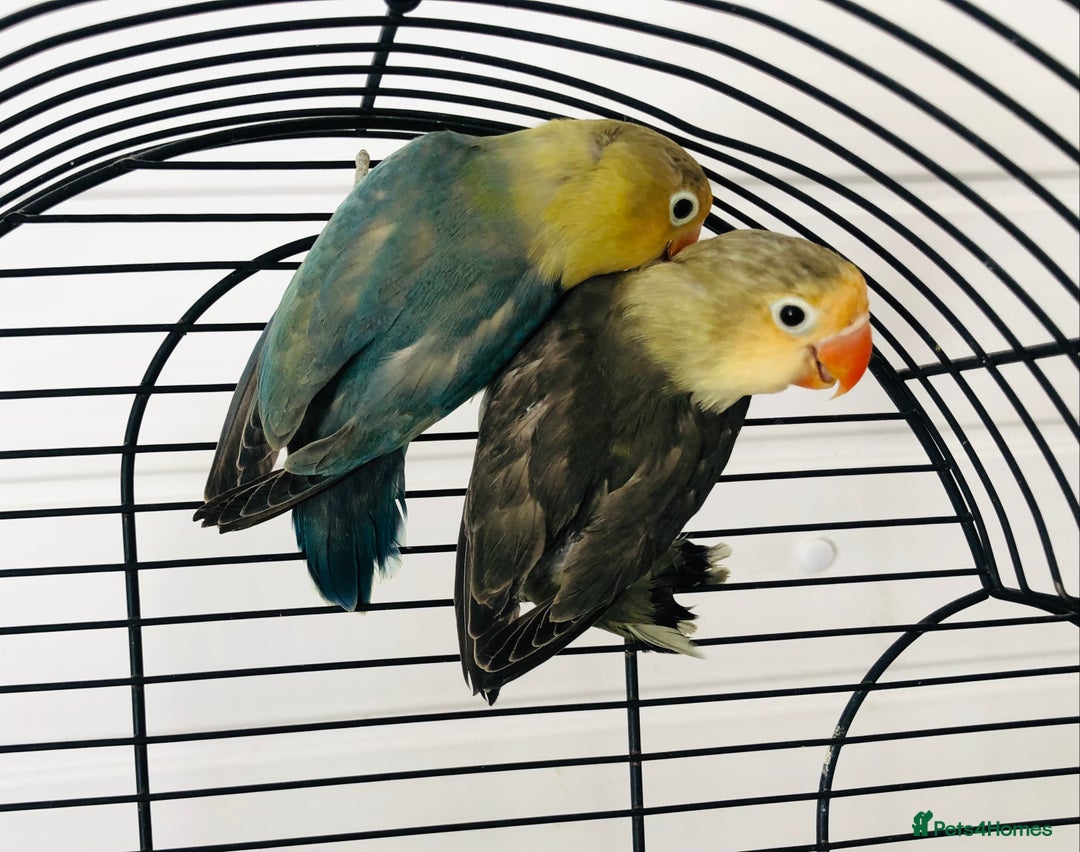 Lovebirds birds for sale: Beautiful lovebirds for sale. - Image 6