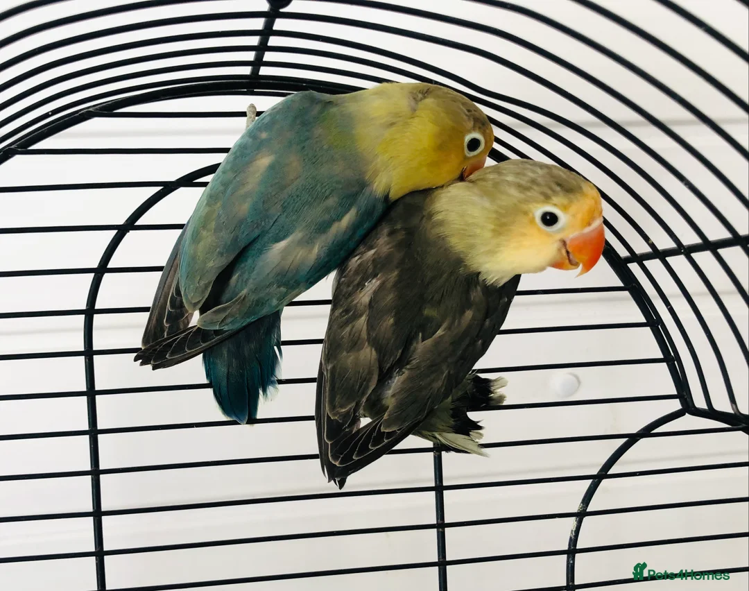 Lovebirds birds for sale: Beautiful lovebirds for sale. - Advert 11