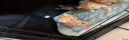 British Shorthair cats for sale: British shorthair cross ocicat kittens  - Advert 10