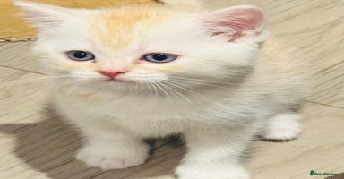 Scottish Fold cats - Advert 1