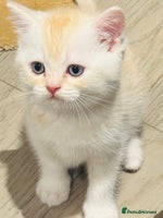 Scottish Fold cats - Advert 1