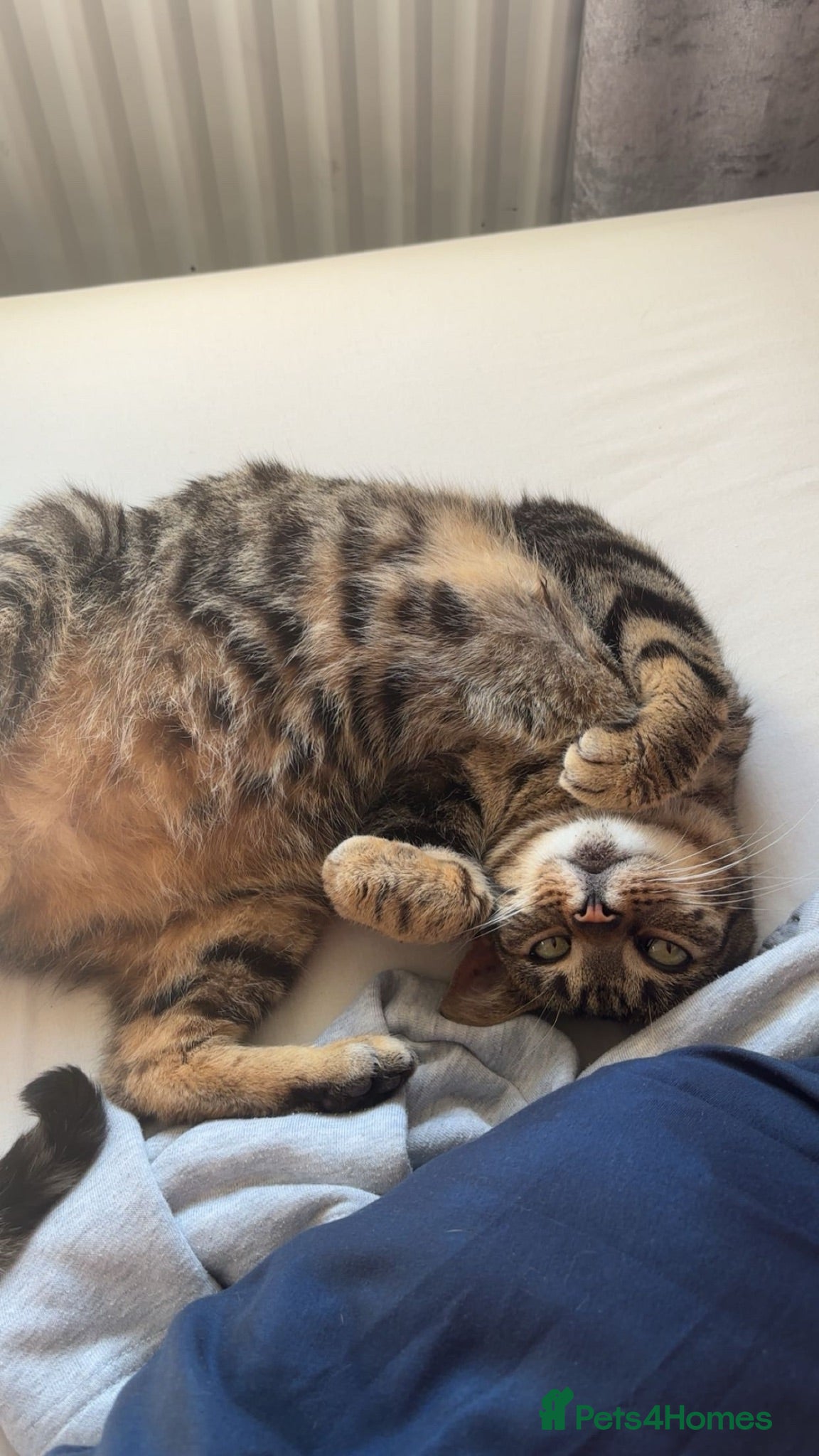 Domestic Shorthair cats Neeko  - Advert 3