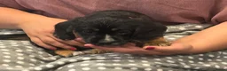 Mixed Breed dogs for sale: 3 Puppies left. 8 weeks. Chipped and ready to go! - Advert 2