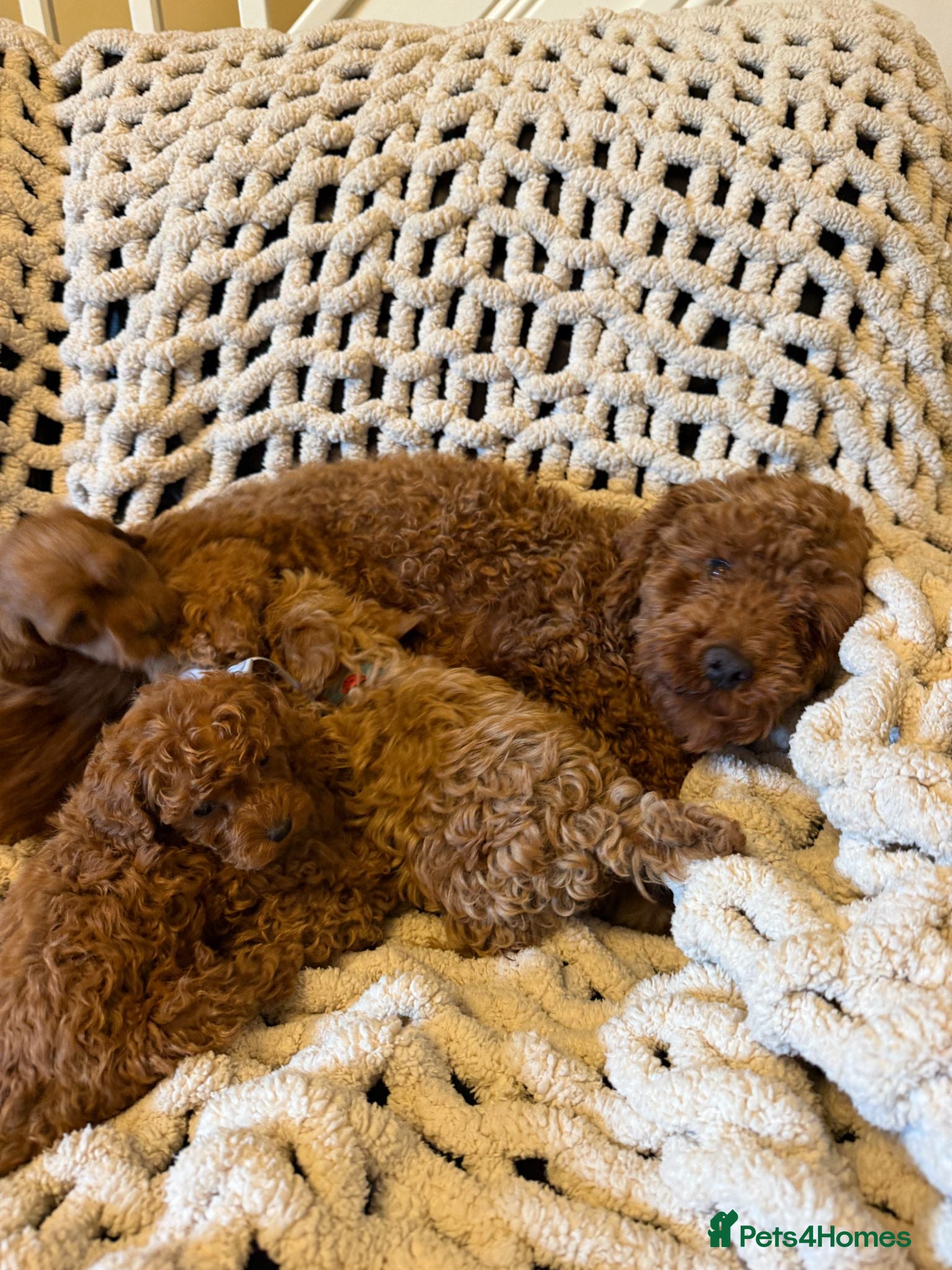 Toy Poodle dogs Fox Red Toy Poodles Ready 8th July - Advert 2