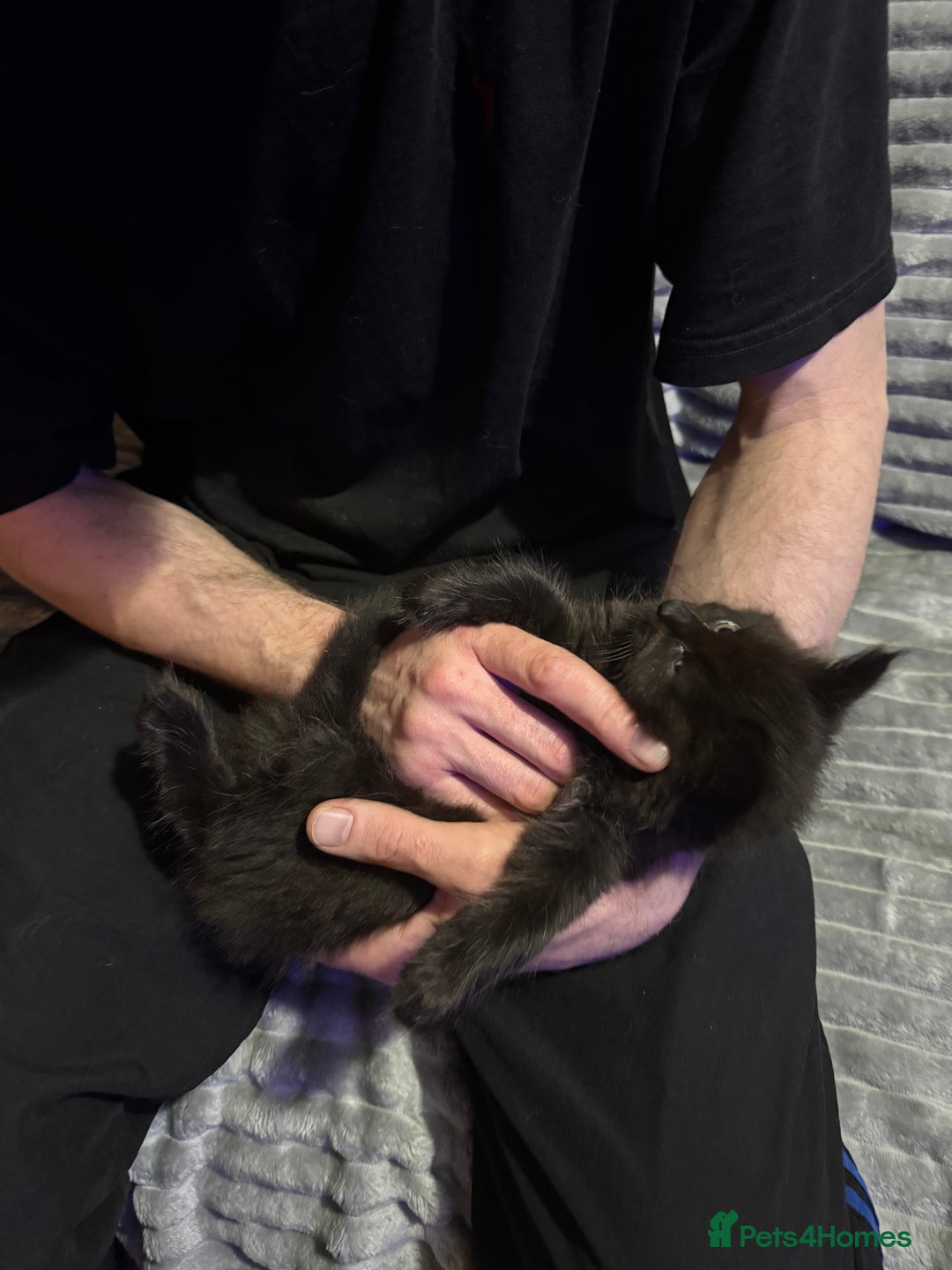 Mixed Breed cats for sale: British short hair cross maine coon  - Advert 8