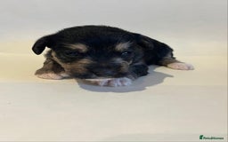 Jackapoo dogs for sale: 7 little bundles of gorgeousness - Image 6