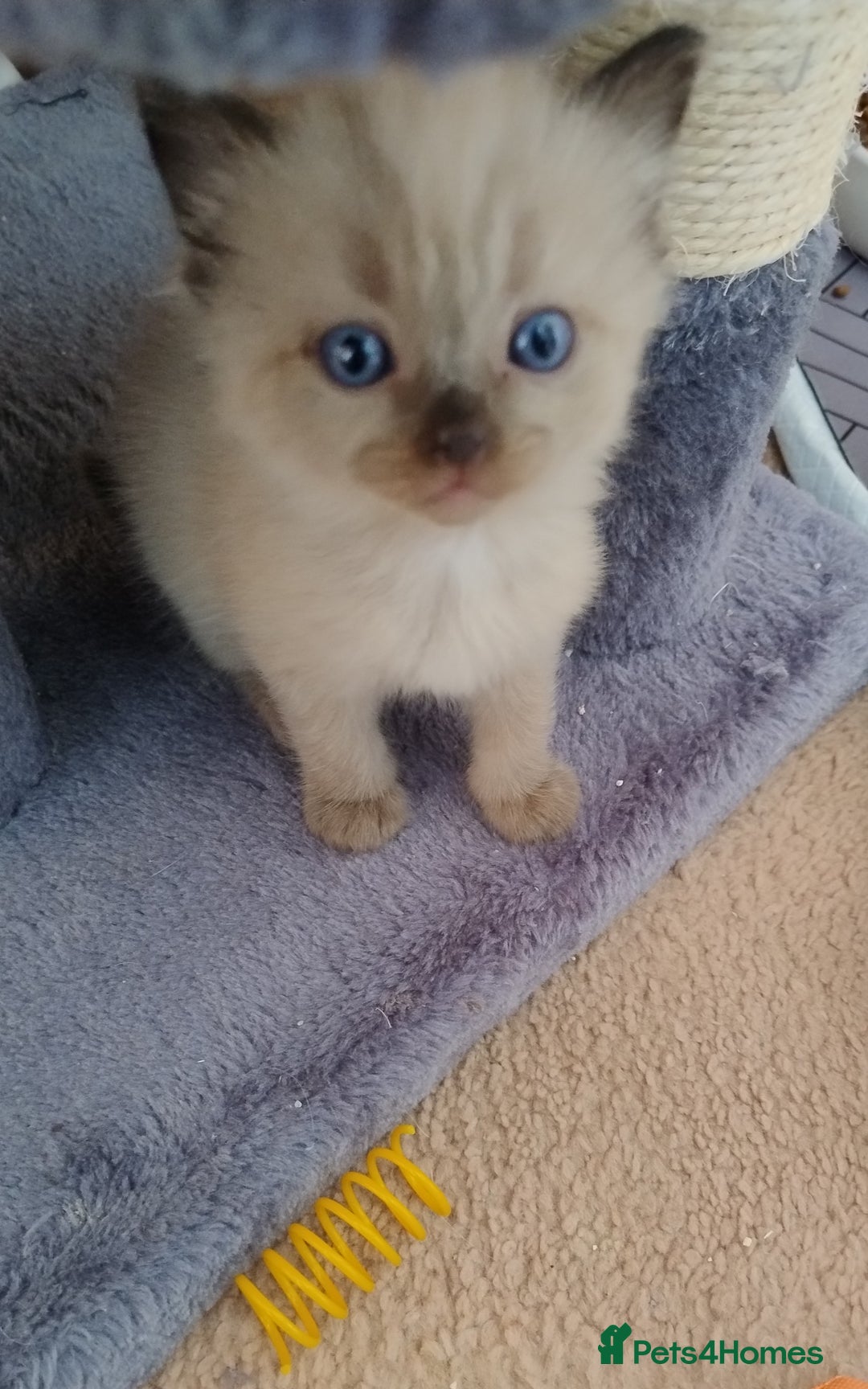 Ragdoll cats for sale: Pure bred Ragdolls looking for loving homes - Image 10