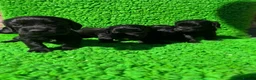 Cocker Spaniel dogs for sale: Exceptional working line KC Cocker spaniel pups - Advert 6
