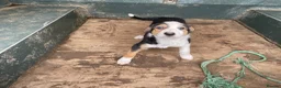 Border Collie dogs for sale: Blue Merle and Tri Colour Collies in Presteigne - Advert 6